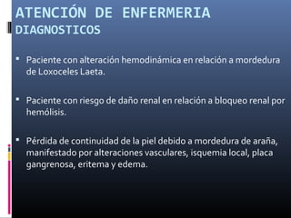 ATENCIÓN DE ENFERMERIA
DIAGNOSTICOS
 Paciente con alteración hemodinámica en relación a mordedura
de Loxoceles Laeta.
 Paciente con riesgo de daño renal en relación a bloqueo renal por
hemólisis.
 Pérdida de continuidad de la piel debido a mordedura de araña,
manifestado por alteraciones vasculares, isquemia local, placa
gangrenosa, eritema y edema.
 
