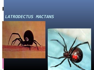 LATRODECTUS MACTANS
 