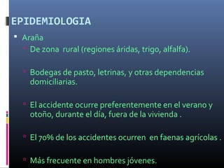EPIDEMIOLOGIA
 Araña
 De zona rural (regiones áridas, trigo, alfalfa).
 Bodegas de pasto, letrinas, y otras dependencias
domiciliarias.
 El accidente ocurre preferentemente en el verano y
otoño, durante el día, fuera de la vivienda .
 El 70% de los accidentes ocurren en faenas agrícolas .
 Más frecuente en hombres jóvenes.
 