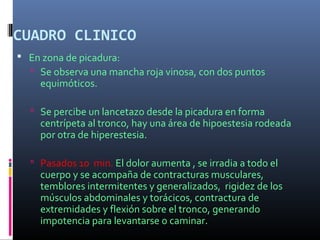 CUADRO CLINICO
 En zona de picadura:
 Se observa una mancha roja vinosa, con dos puntos
equimóticos.
 Se percibe un lancetazo desde la picadura en forma
centrípeta al tronco, hay una área de hipoestesia rodeada
por otra de hiperestesia.
 Pasados 10 min. El dolor aumenta , se irradia a todo el
cuerpo y se acompaña de contracturas musculares,
temblores intermitentes y generalizados, rigidez de los
músculos abdominales y torácicos, contractura de
extremidades y flexión sobre el tronco, generando
impotencia para levantarse o caminar.
 