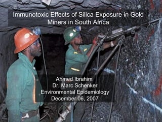 Immunotoxic Effects of Silica Exposure in Gold Miners in South Africa Ahmed Ibrahim  Dr. Marc Schenker Environmental Epidemiology December 06, 2007 