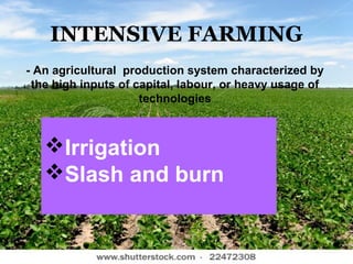 INTENSIVE FARMING
Irrigation
Slash and burn
- An agricultural production system characterized by
the high inputs of capital, labour, or heavy usage of
technologies
 