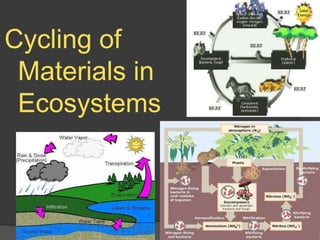 Cycling of
Materials in
Ecosystems
 