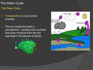 The Water Cycle:
The Water Cycle:
⦿ Transpiration is a sun driven
process.
⦿ The sun heats the Earth’s
atmosphere , creating wind currents
that draw moisture from the tiny
openings in the leaves of plants.
 
