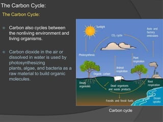 The Carbon Cycle:
The Carbon Cycle:
⦿ Carbon also cycles between
the nonliving environment and
living organisms.
⦿ Carbon dioxide in the air or
dissolved in water is used by
photosynthesizing
plants, algae, and bacteria as a
raw material to build organic
molecules.
Carbon cycle
 