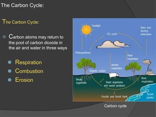 The Carbon Cycle:
The Carbon Cycle:
⦿ Carbon atoms may return to
the pool of carbon dioxide in
the air and water in three ways
⚫ Respiration
⚫ Combustion
⚫ Erosion
Carbon cycle
 