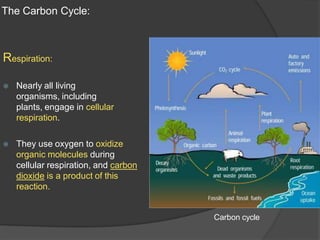 The Carbon Cycle:
Respiration:
⦿ Nearly all living
organisms, including
plants, engage in cellular
respiration.
⦿ They use oxygen to oxidize
organic molecules during
cellular respiration, and carbon
dioxide is a product of this
reaction.
Carbon cycle
 