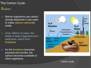 The Carbon Cycle:
Erosion:
⦿ Marine organisms use carbon
dioxide dissolved in sea water
to make calcium carbonate
shells.
⦿ Over millions of years, the
shells of dead organisms form
sediments, which form
limestone.
⦿ As the limestone becomes
exposed and erodes, the
carbon becomes available to
other organisms.
Carbon cycle
 