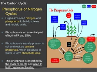 The Carbon Cycle:
Phosphorus or Nitrogen
Cycles:
⦿ Organisms need nitrogen and
phosphorus to build proteins
and nucleic acids.
⦿ Phosphorus is an essential part
of both ATP and DNA.
⦿ Phosphorus is usually present in
soil and rock as calcium
phosphate, which dissolves in
water to form phosphate ions.
⦿ This phosphate is absorbed by
the roots of plants and used to
build organic molecules.
 