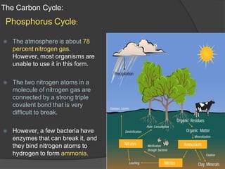The Carbon Cycle:
Phosphorus Cycle:
⦿ The atmosphere is about 78
percent nitrogen gas.
However, most organisms are
unable to use it in this form.
⦿ The two nitrogen atoms in a
molecule of nitrogen gas are
connected by a strong triple
covalent bond that is very
difficult to break.
⦿ However, a few bacteria have
enzymes that can break it, and
they bind nitrogen atoms to
hydrogen to form ammonia.
 