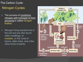 The Carbon Cycle:
Nitrogen Cycles:
⦿ The process of combining
nitrogen with hydrogen to form
ammonia is called nitrogen
fixation.
⦿ Nitrogen fixing bacteria live in
the soil and are also found
within swellings, or
nodules, on the roots of
beans, alder trees, and a few
other kinds of plants.
 