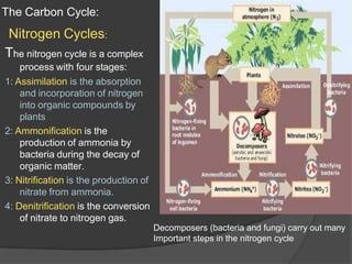 The Carbon Cycle:
Nitrogen Cycles:
The nitrogen cycle is a complex
process with four stages:
1: Assimilation is the absorption
and incorporation of nitrogen
into organic compounds by
plants
2: Ammonification is the
production of ammonia by
bacteria during the decay of
organic matter.
3: Nitrification is the production of
nitrate from ammonia.
4: Denitrification is the conversion
of nitrate to nitrogen gas.
Decomposers (bacteria and fungi) carry out many
Important steps in the nitrogen cycle
 