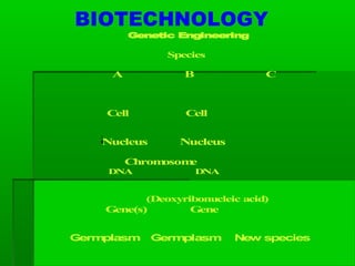 Genetic Engineering
Species
A B C
Cell Cell
Nucleus Nucleus
Chromosome
DNA DNA
(Deoxyribonucleic acid)
Gene(s) Gene
Germplasm Germplasm New species
BIOTECHNOLOGY
 