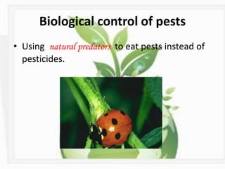 Biological control of pests
• Using natural predators to eat pests instead of
pesticides.
 