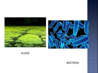 ALGAE
BACTERIA
 