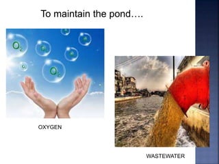 OXYGEN
WASTEWATER
To maintain the pond….
 