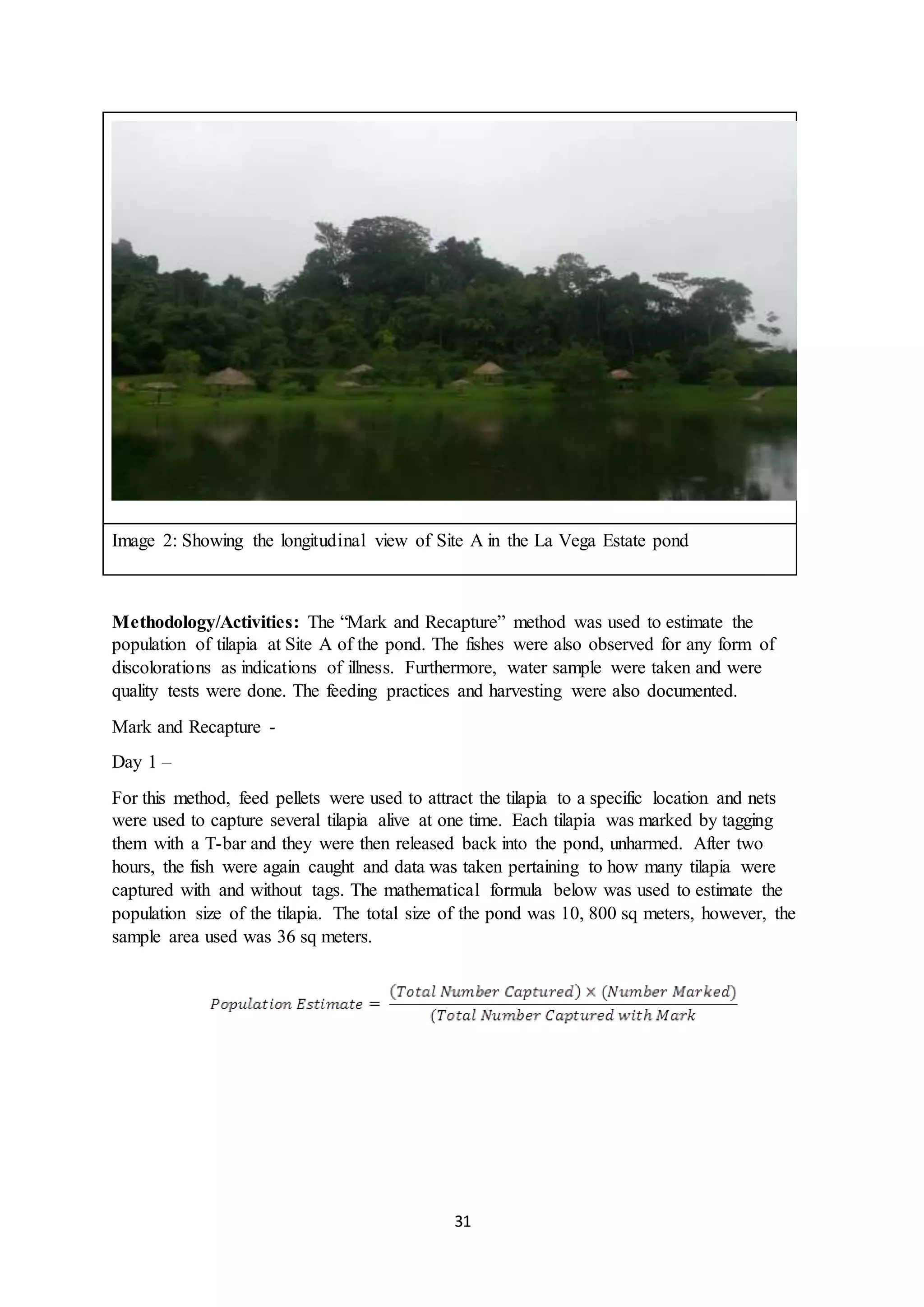 31
Image 2: Showing the longitudinal view of Site A in the La Vega Estate pond
Methodology/Activities: The “Mark and Recapture” method was used to estimate the
population of tilapia at Site A of the pond. The fishes were also observed for any form of
discolorations as indications of illness. Furthermore, water sample were taken and were
quality tests were done. The feeding practices and harvesting were also documented.
Mark and Recapture -
Day 1 –
For this method, feed pellets were used to attract the tilapia to a specific location and nets
were used to capture several tilapia alive at one time. Each tilapia was marked by tagging
them with a T-bar and they were then released back into the pond, unharmed. After two
hours, the fish were again caught and data was taken pertaining to how many tilapia were
captured with and without tags. The mathematical formula below was used to estimate the
population size of the tilapia. The total size of the pond was 10, 800 sq meters, however, the
sample area used was 36 sq meters.
 