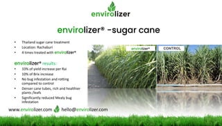 envirolizer® -sugar cane
• Thailand sugar cane treatment
• Location: Rachaburi
• 4 times treated with envirolizer®
envirolizer® results:
• 33% of yield increase per Rai
• 10% of Brix increase
• No bug infestation and rotting
compared to control
• Denser cane tubes, rich and healthier
plants /leafs
• Significantly reduced Mealy bug
infestation
envirolizer®
www.envirolizer.com hello@envirolizer.com
 
