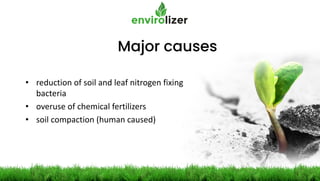 Major causes
• reduction of soil and leaf nitrogen fixing
bacteria
• overuse of chemical fertilizers
• soil compaction (human caused)
 