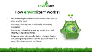 How envirolizer® works?
• Supplementing bioavailable calcium and silica (ortho-
silicic acid) to plant
• Improving photosynthetic activity by enhancing
chloroplast
• Reinforcing cell wall structure for better structural
integrity and pest resistance
• Activating plant microbes for better nitrogen fixation
(calcium signaling is critical for the establishment of a
successful plant-microbe symbiosis)
 