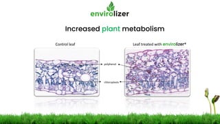 Increased plant metabolism
Control leaf Leaf treated with envirolizer®
 