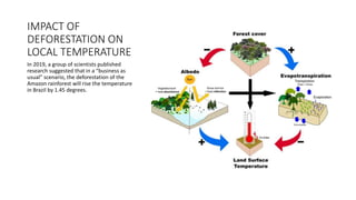 IMPACT OF
DEFORESTATION ON
LOCAL TEMPERATURE
In 2019, a group of scientists published
research suggested that in a “business as
usual” scenario, the deforestation of the
Amazon rainforest will rise the temperature
in Brazil by 1.45 degrees.
 