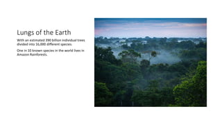 Lungs of the Earth
With an estimated 390 billion individual trees
divided into 16,000 different species.
One in 10 known species in the world lives in
Amazon Rainforests.
 