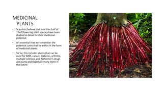 MEDICINAL
PLANTS
• Scientists believe that less than half of
1%of flowering plant species have been
studied in detail for their medicinal
potential.
• It’s essential that we remember the
potential cures that lie within in the form
of medicinal plants.
• So far, this includes plants that can be
used for AIDS, cancer, diabetes, arthritis,
multiple sclerosis and Alzheimer’s drugs
and cures and hopefully many more in
the future.
 