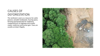 CAUSES OF
DEFORESTATION
The rainforest is seen as a resource for cattle
pasture, valuable hardwoods, housing space,
farming space(especially for soybeans),
roadworks(such as highways and smaller
roads), medicines and human gain. Trees are
usually cut down illegally.
 