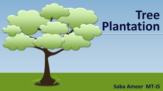 Saba Ameer MT-IS
Tree
Plantation
 