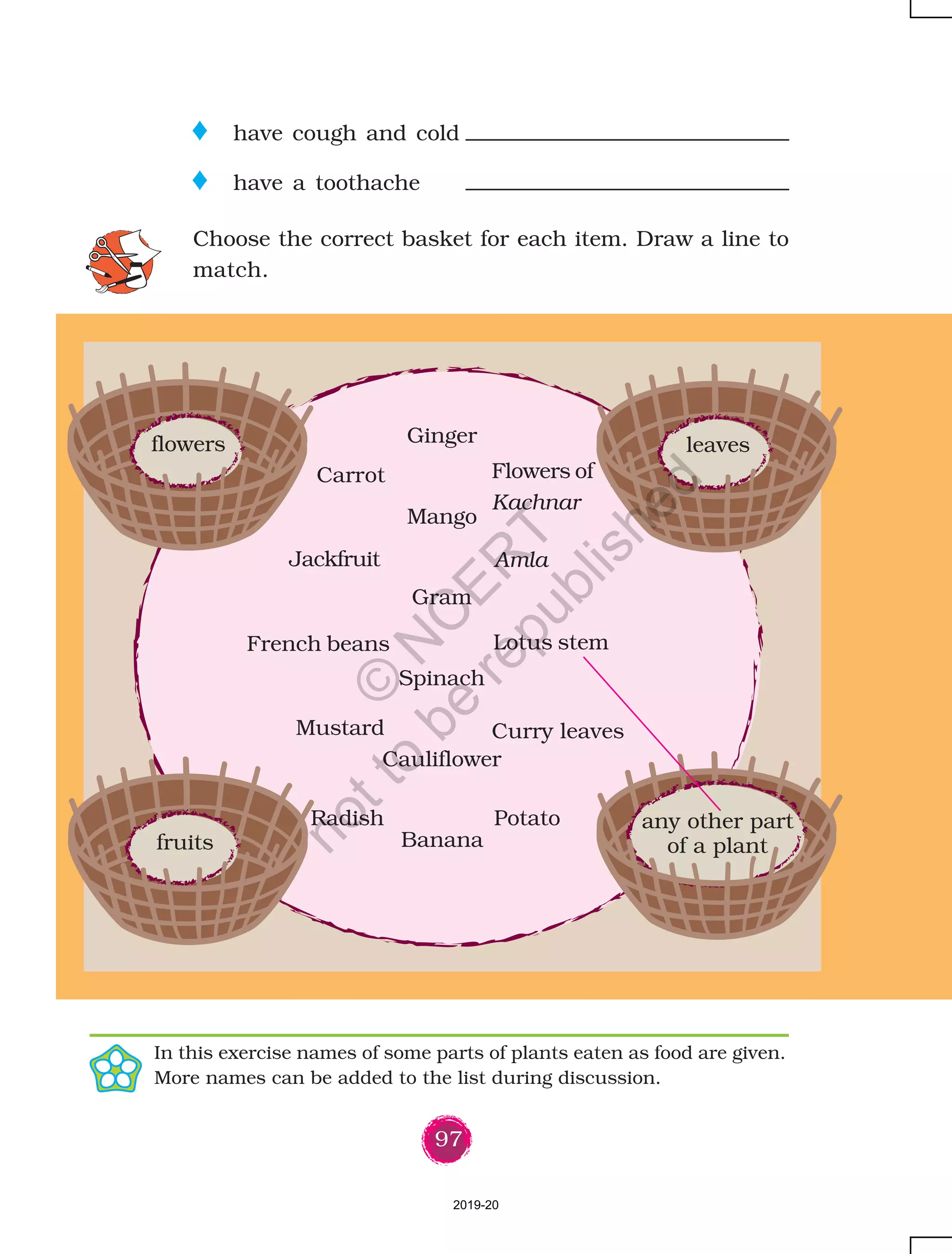 97
o have cough and cold
o have a toothache
Choose the correct basket for each item. Draw a line to
match.
In this exercise names of some parts of plants eaten as food are given.
More names can be added to the list during discussion.
flowers
fruits
leavesGinger
Mango
Gram
Spinach
Cauliflower
Banana
Amla
Lotus stem
Curry leaves
Potato
Jackfruit
Carrot
French beans
Mustard
Radish
Flowers of
Kachnar
any other part
of a plant
2019-20
©
N
C
ER
T
notto
be
republished
 