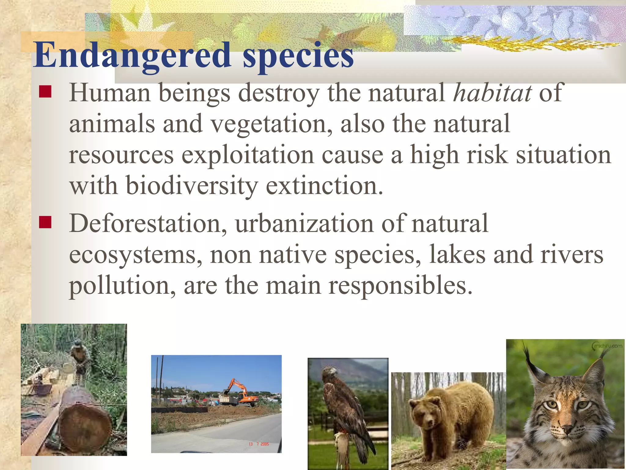 Endangered species Human beings destroy the natural  habitat  of animals and vegetation, also the natural resources exploitation cause a high risk situation with biodiversity extinction. Deforestation, urbanization of natural ecosystems, non native species, lakes and rivers pollution, are the main responsibles.  