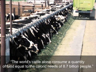 “ The world's cattle alone consume a quantity  of food equal to the caloric needs of 8.7 billion people.” 