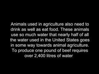 Animals used in agriculture also need to drink as well as eat food. These animals use so much water that nearly half of all the water used in the United States goes in some way towards animal agriculture. To produce one pound of beef requires over 2,400 litres of water  