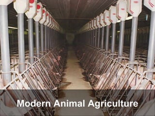 Modern Animal Agriculture 