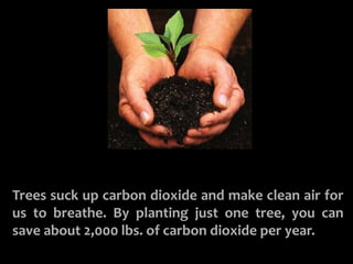 PLANT A TREE 
Trees suck up carbon dioxide and make clean air for 
us to breathe. By planting just one tree, you can 
save about 2,000 lbs. of carbon dioxide per year. 
 
