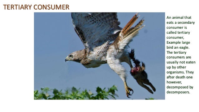 what is the importance of the predator and prey relationship of organisms