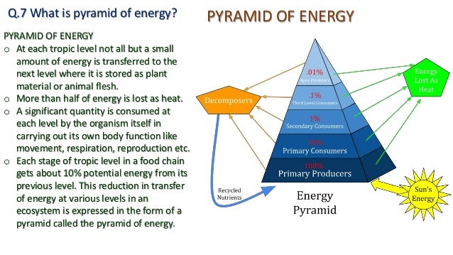 A Pyramid Of Numbers Differs From A Pyramid Of Energy Because It ️ Pyramid of energy in a pond ecosystem is always. Energy Pyramid. 2019