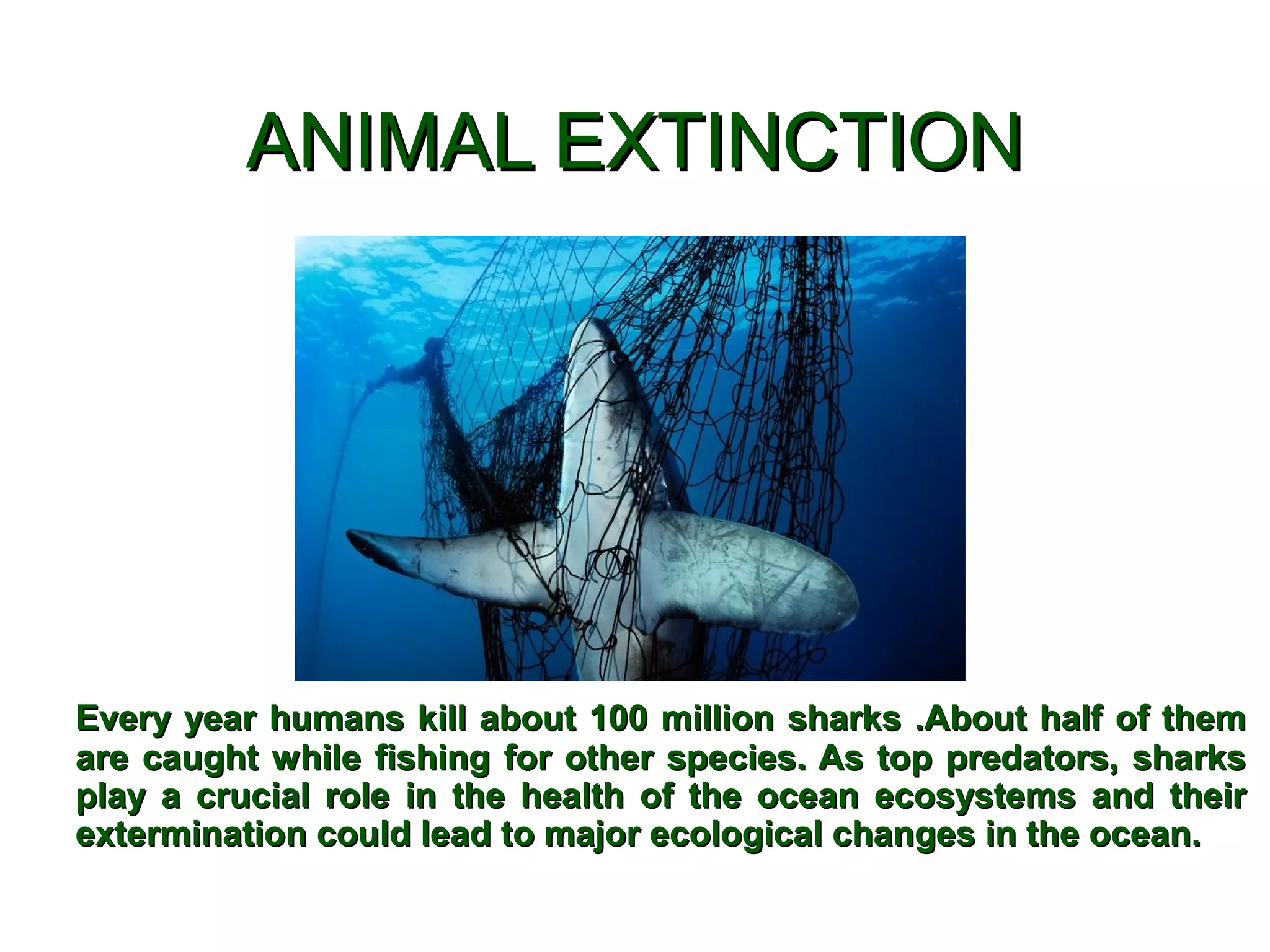 ANIMAL EXTINCTIONANIMAL EXTINCTION
Every year humans kill about 100 million sharks .About half of themEvery year humans kill about 100 million sharks .About half of them
are caught while fishing for other species. As top predators, sharksare caught while fishing for other species. As top predators, sharks
play a crucial role in the health of the ocean ecosystems and theirplay a crucial role in the health of the ocean ecosystems and their
extermination could lead to major ecological changes in the ocean.extermination could lead to major ecological changes in the ocean.
 