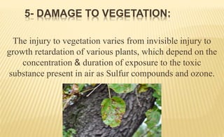 The injury to vegetation varies from invisible injury to
growth retardation of various plants, which depend on the
concentration & duration of exposure to the toxic
substance present in air as Sulfur compounds and ozone.
5- DAMAGE TO VEGETATION:
 