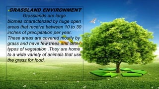 GRASSLAND ENVIRONMENT
Grasslands are large
biomes characterized by huge open
areas that receive between 10 to 30
inches of precipitation per year.
These areas are covered mostly by
grass and have few trees and other
types of vegetation .They are home
to a wide variety of animals that use
the grass for food.
 