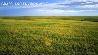 GRASSLAND ENVIRONMENT
 