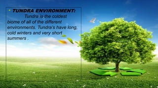 TUNDRA ENVIRONMENT:
Tundra is the coldest
biome of all of the different
environments. Tundra’s have long,
cold winters and very short
summers .
 