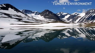 TUNDRA ENVIRONMENT
 