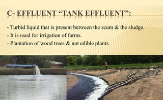 C- EFFLUENT “TANK EFFLUENT”:
- Turbid liquid that is present between the scum & the sludge.
- It is used for irrigation of farms.
- Plantation of wood trees & not edible plants.
 