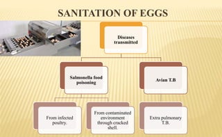 SANITATION OF EGGS
Diseases
transmitted
Salmonella food
poisoning
From infected
poultry.
From contaminated
environment
through cracked
shell.
Avian T.B
Extra pulmonary
T.B.
 