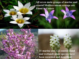 All seven main groups of marine and
coastal Mediterranean ecotope are
found in Greece
31 marine and 132 coastal (land
and wetland) plant species have
been recorded and described
 