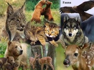 Fauna
 