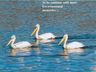 To be continue with more
Environmental
memories…
 