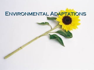 Environmental Adaptations 